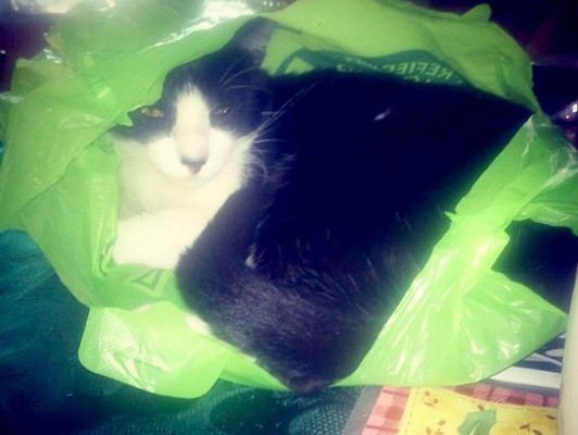 Así celebran hondureños el Día del Gato