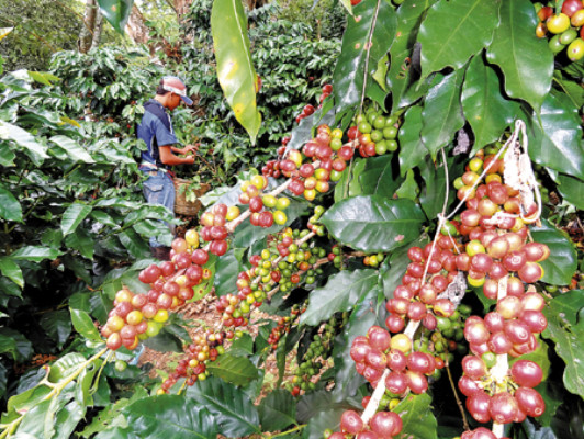 Honduras exportó 3.3 millones de quintales de café en seis meses