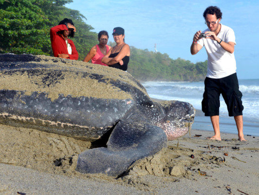 Retornan las tortugas gigantes al Caribe