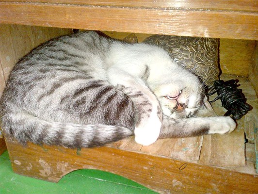 Así celebran hondureños el Día del Gato