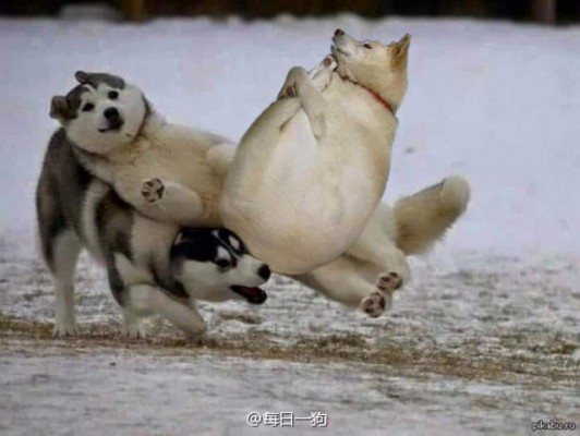 Ni los perros se salvan de la creatividad de las personas con el Photoshop