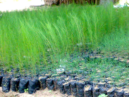 Hoy se conmemora el Día Mundial de la Tierra