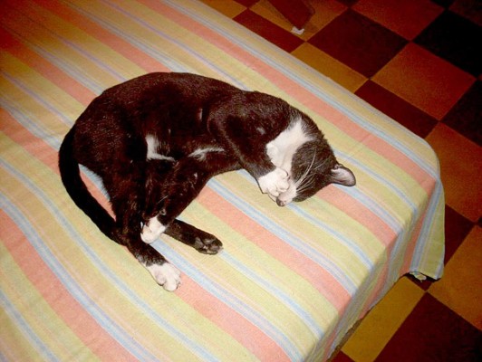 Así celebran hondureños el Día del Gato