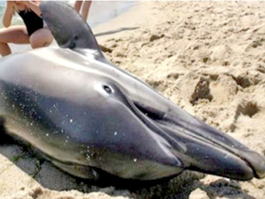 Investiga 'mortalidad inusual' de delfines en la costa