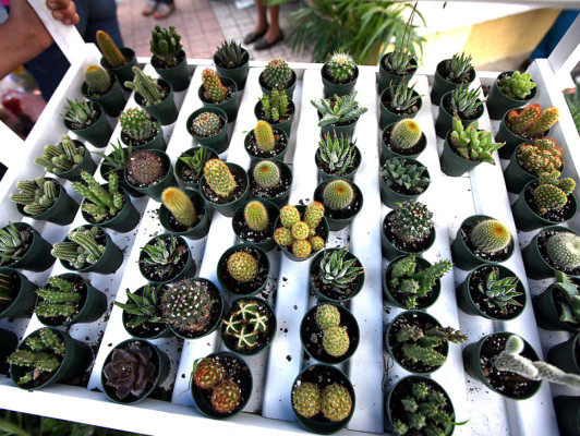 La naturaleza que inspiró a Siguatepeque