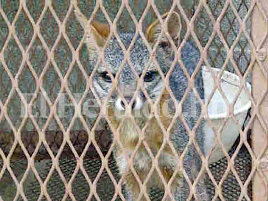 Allanan casas de 'Chepe' Handal en SPS