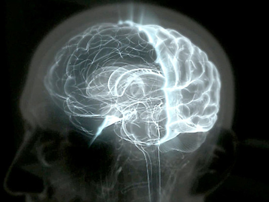 El cerebro tiene un radar para detectar serpientes