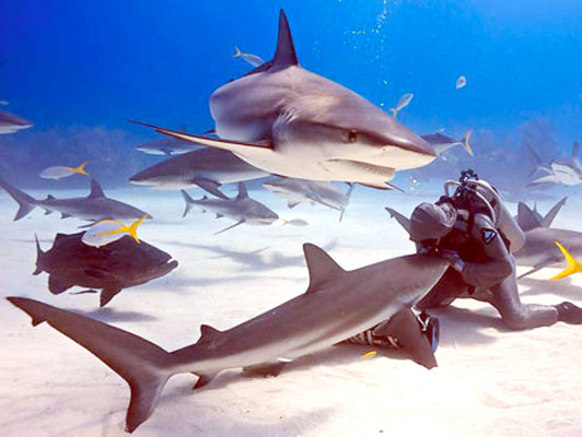 Acuerdo internacional para proteger a cinco especies de tiburón