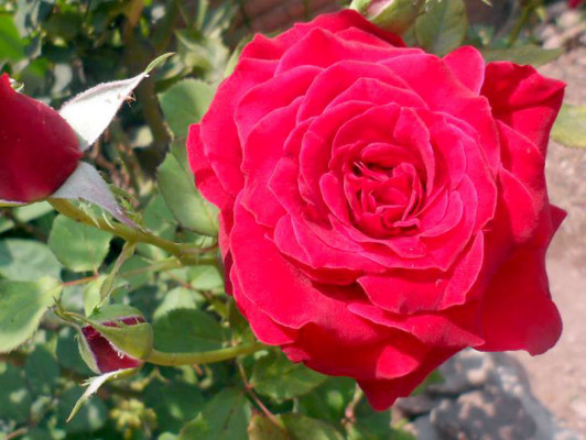 EL HERALDO te premia en el Día de la Tierra