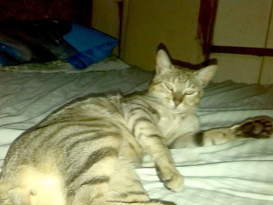 Así celebran hondureños el Día del Gato