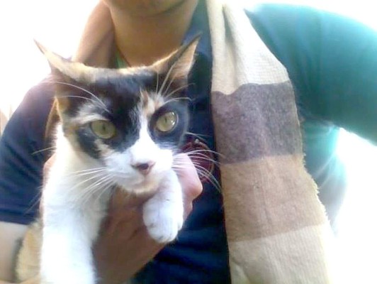 Así celebran hondureños el Día del Gato