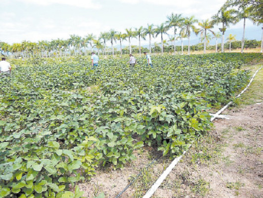 Dicta mostrará proyectos agrícolas