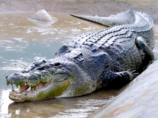 Devorado por cocodrilo