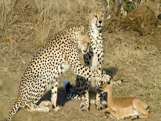 Amistades insólitas en el mundo animal