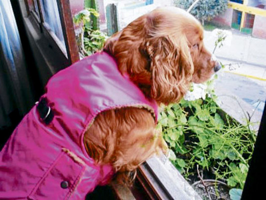 Medidas de protección para su perro ante el invierno