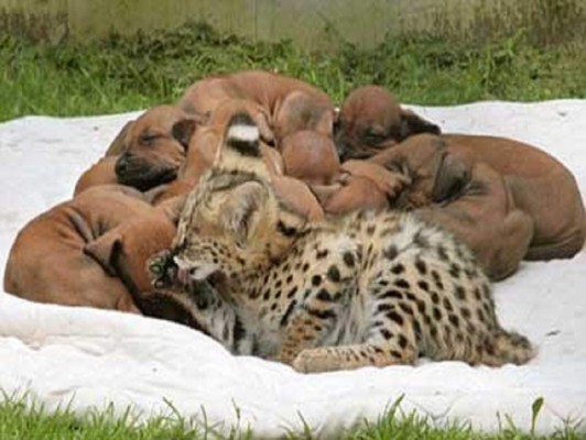 Amistades insólitas en el mundo animal