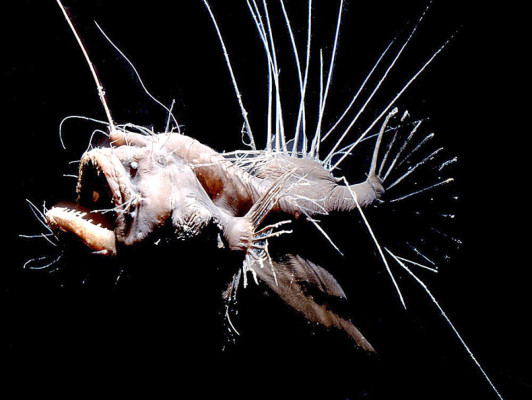 Los animales más feos del mundo