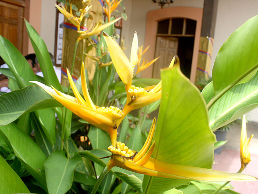 Flores que embellecen los jardines de Danlí