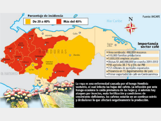 Roya desnuda ineficiencia de los caficultores hondureños