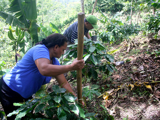 Producción de café: una tradición ancestral de El Paraíso