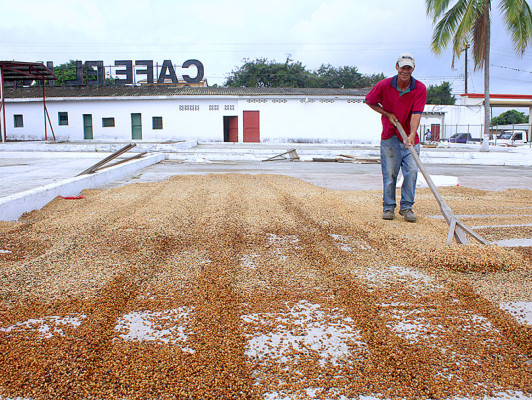Producción de café: una tradición ancestral de El Paraíso