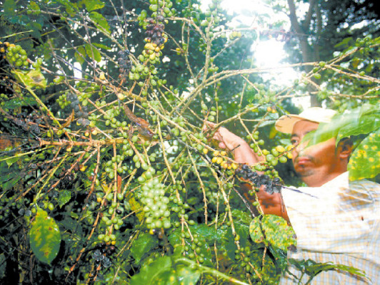 Auguran baja producción de café a causa de la roya