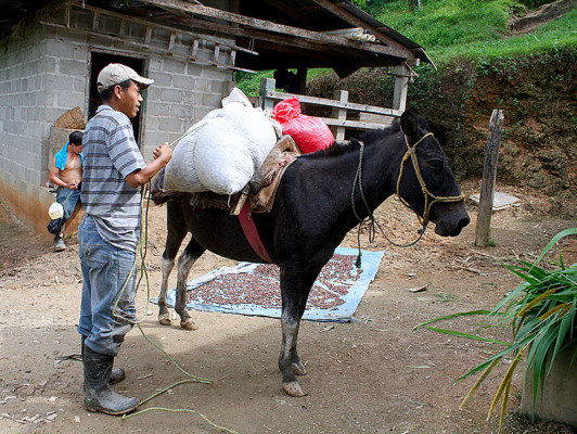 Producción de café: una tradición ancestral de El Paraíso