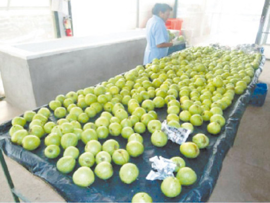 Productores de guayaba buscan ampliar nuevos mercados