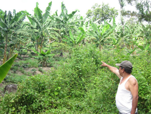 Diversificarán cultivos en San Pedro de Tutule