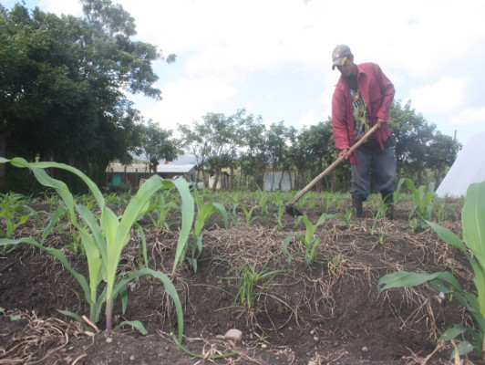 Exitosa cosecha auguran agricultores en El Paraíso