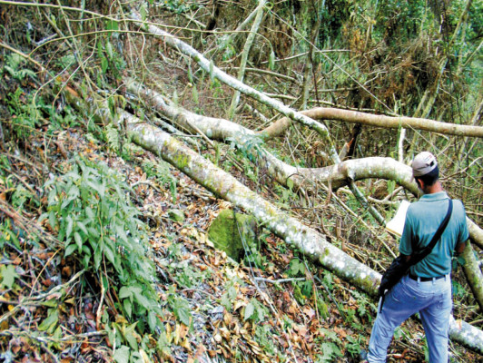 Tala ilegal de un millón de árboles
