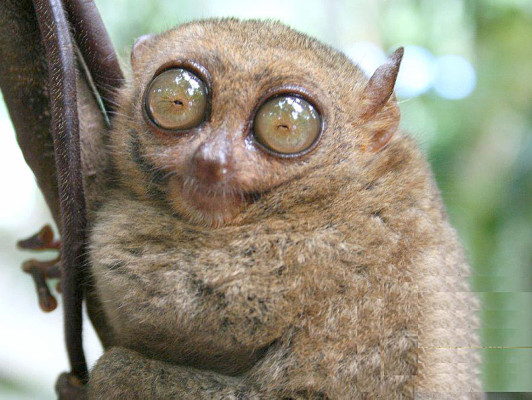 Los animales más feos del mundo