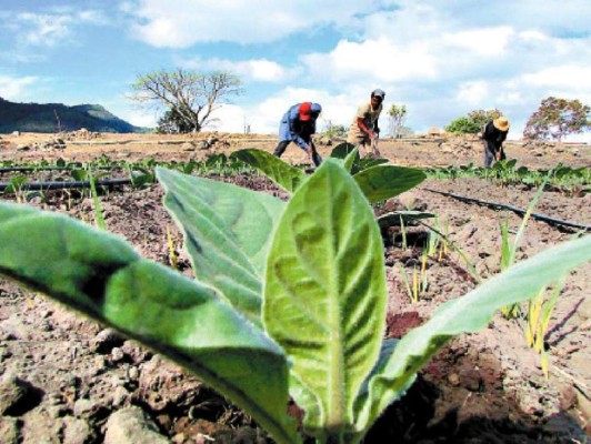 Jacaleapa se suma a plantar tabaco