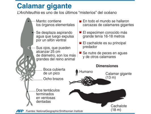 Filman calamar gigante