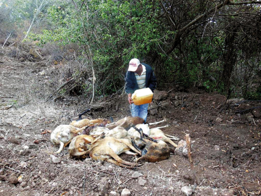 Misterioso animal mata ovejas en Comayagua