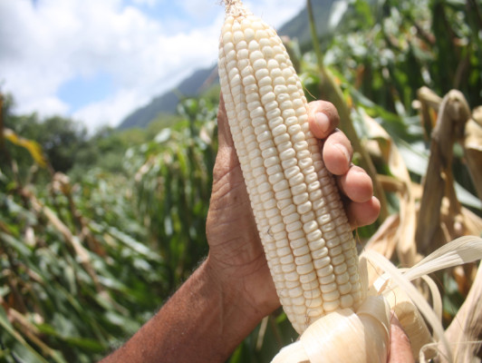 Exitosa cosecha auguran agricultores en El Paraíso