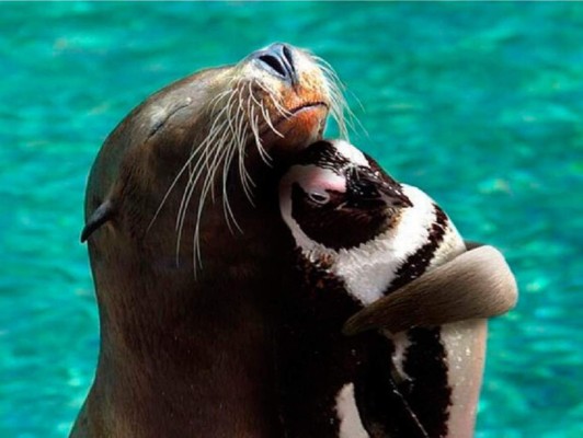 Amistades insólitas en el mundo animal