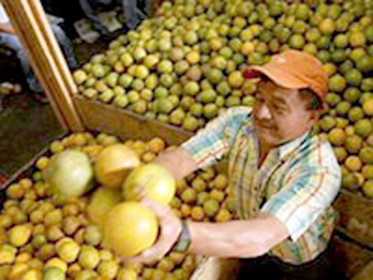 Empresa de mercadeo impulsa exportación de lo hecho en Honduras