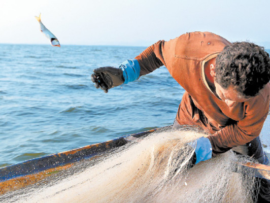 Sobreexplotación acaba con las especies en el Golfo
