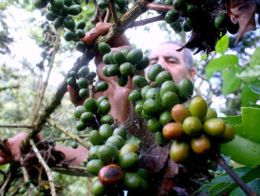 Producción de café: una tradición ancestral de El Paraíso