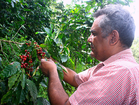 Producción de café: una tradición ancestral de El Paraíso