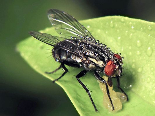 Robot mosca