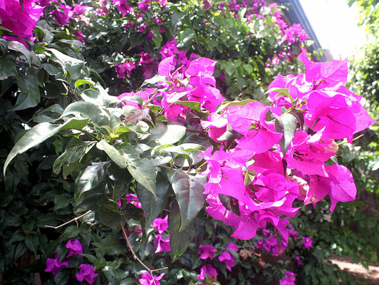 Flores que embellecen los jardines de Danlí