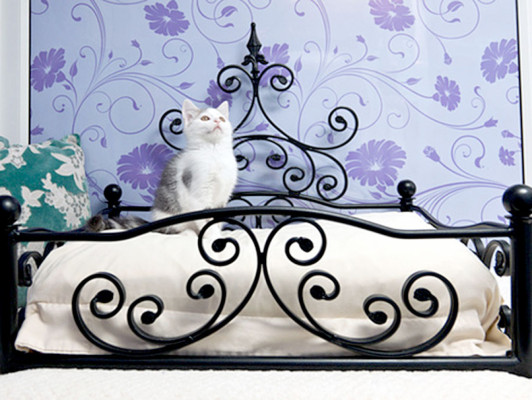 Hotel para gatos