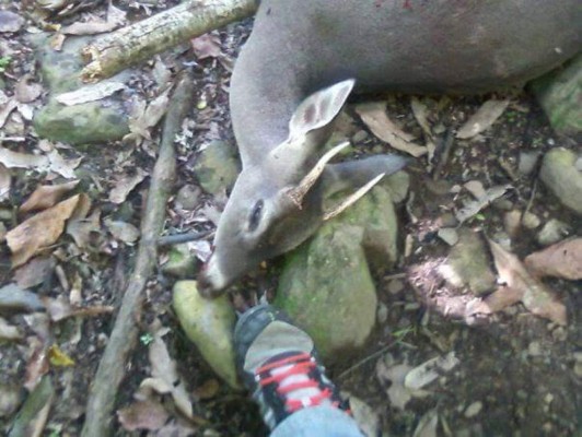 Honduras: Mata venado cola blanca y lo exhibe como trofeo