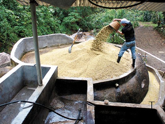 Producción de café: una tradición ancestral de El Paraíso