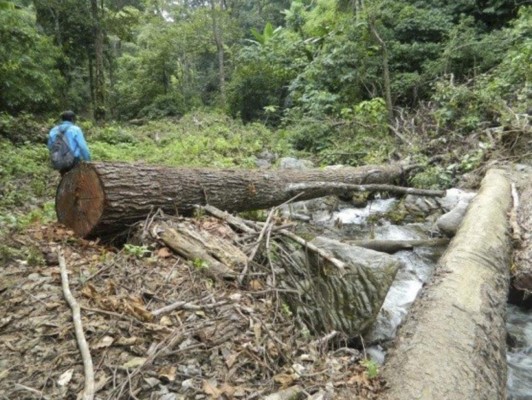 Masivo corte de árboles en zona productora de agua