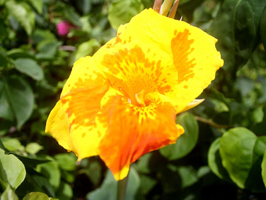 Flores que embellecen los jardines de Danlí