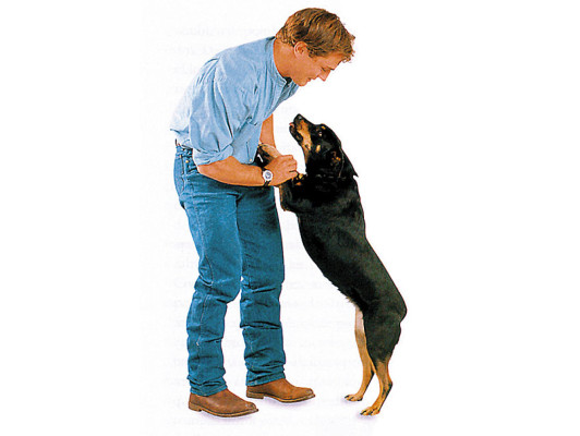 Lo que el perro quiere decir