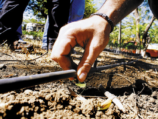 Implementan huertos familiares en la zona sur de Honduras